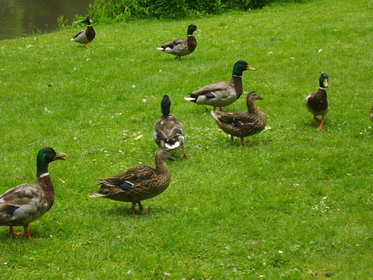 Le Canard