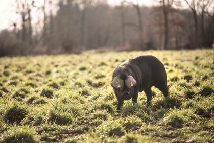 Le porc noir de Bigorre AOP